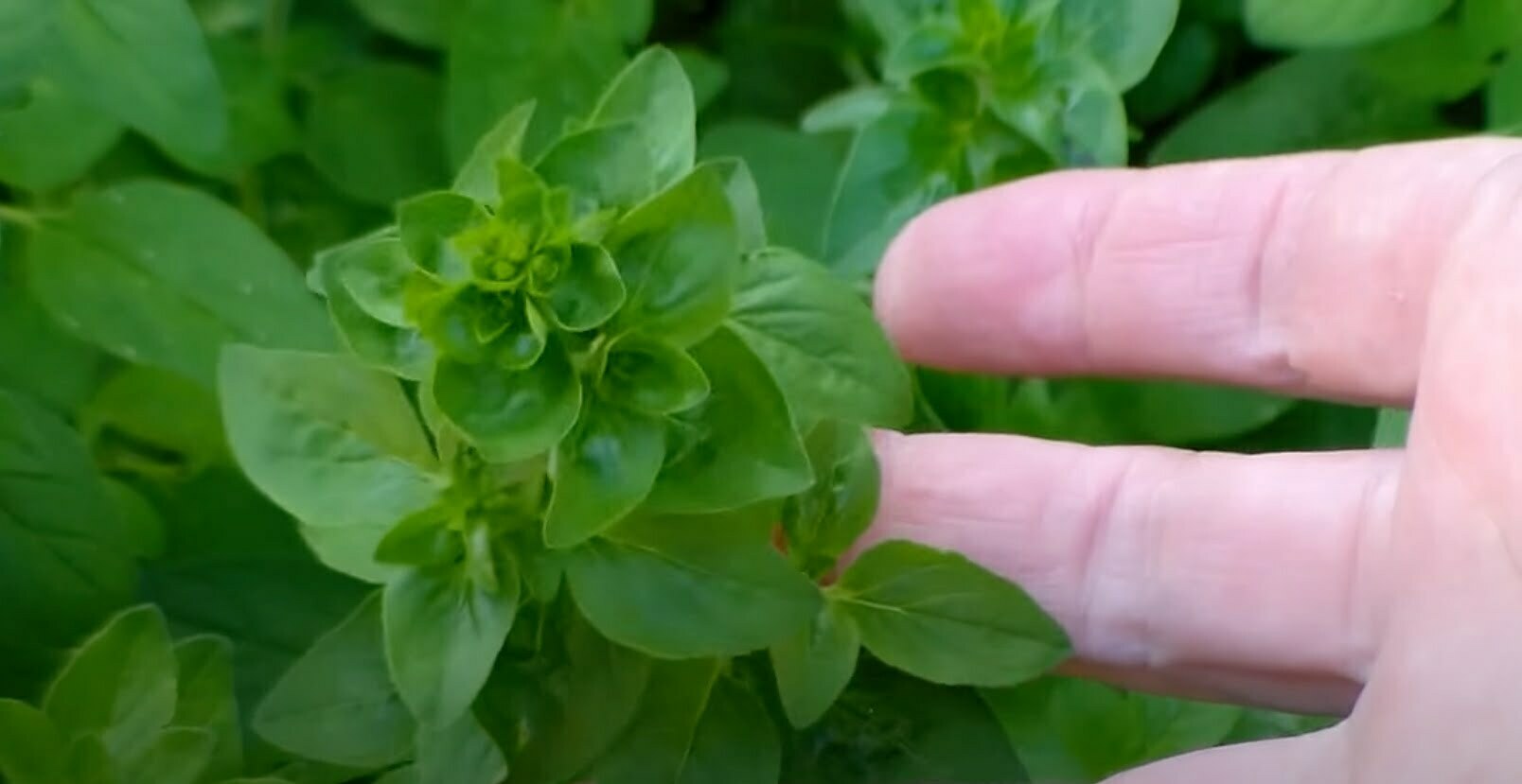 How To Harvest Oregano Best Ways To Get The Most Flavorful Spice
