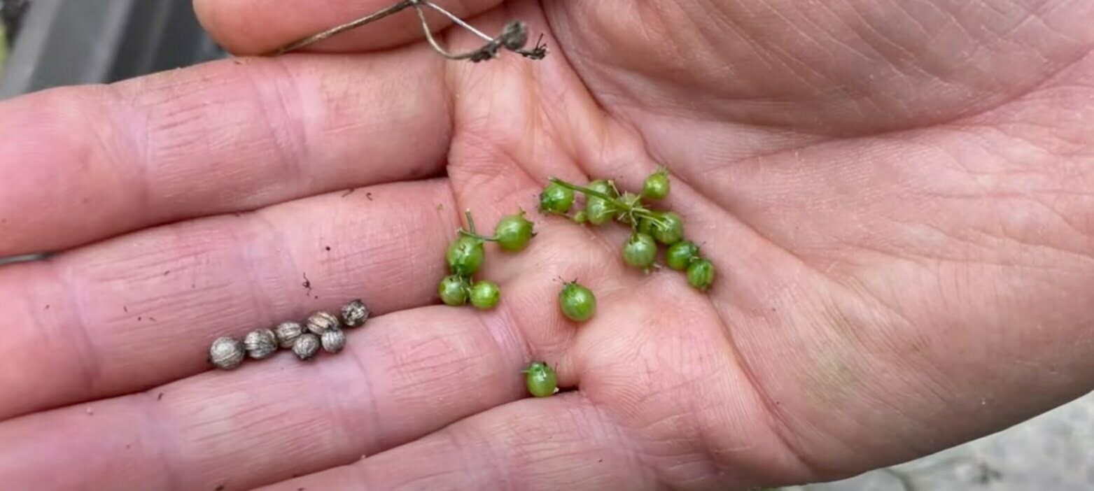 5 Best Ways To Harvest Coriander Properly