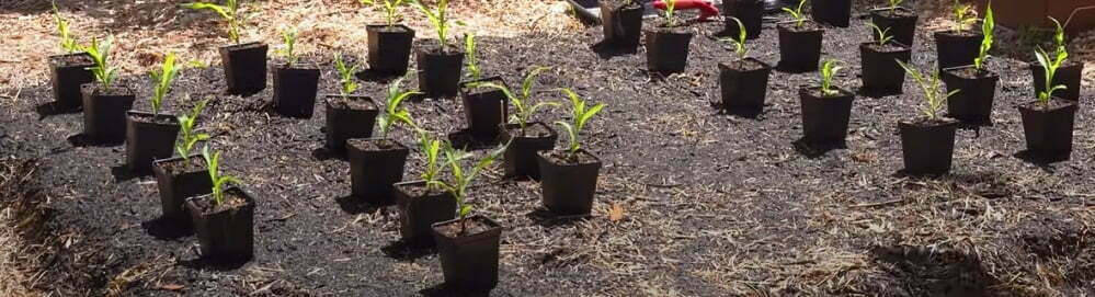 How To Harvest Corn 2 How to Harvest Corn