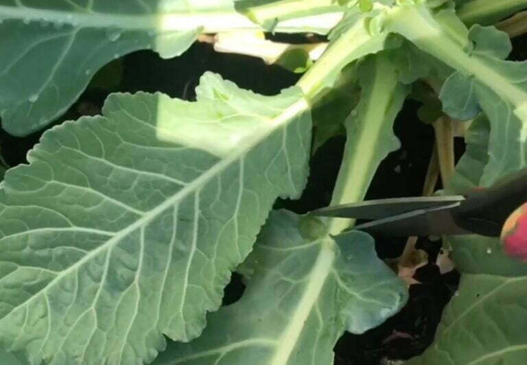 How To Harvest Collard Greens A Fun Fall Activity In 2023!