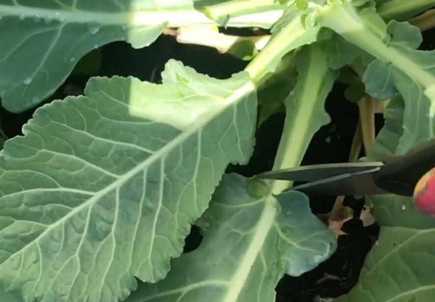 how-to-harvest-collard-greens-a-fun-fall-activity-in-2023