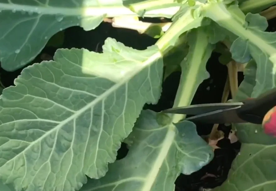 How to Harvest Collard Greens